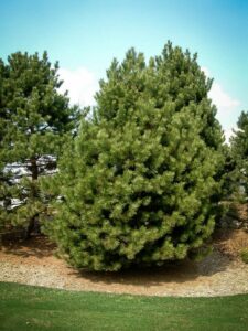 Сосна Чёрная (Pinus Nigra) купить по цене от 270.00р. в интернет-магазине «Посадика» с доставкой почтой в в Сосновоборске и по всей России – [изображение №1].