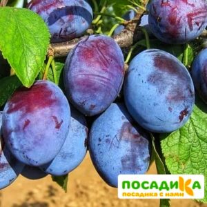 Слива Чачакская ранняя купить по цене от 229.00р. в интернет-магазине «Посадика» с доставкой почтой в в Сосновоборске и по всей России – [изображение №1].