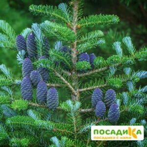 Пихта корейская (Abies koreana) купить по цене от 450.00р. в интернет-магазине «Посадика» с доставкой почтой в в Сосновоборске и по всей России – [изображение №1].