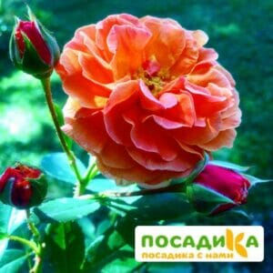 Роза Арабия купить по цене от 350.00р. в интернет-магазине «Посадика» с доставкой почтой в в Сосновоборске и по всей России – [изображение №1].