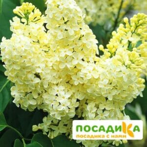 Сирень Примроуз (Primrose) купить по цене от 529.00р. в интернет-магазине «Посадика» с доставкой почтой в в Сосновоборске и по всей России – [изображение №1].