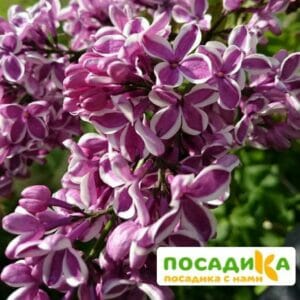 Сирень Сенсация купить по цене от 529.00р. в интернет-магазине «Посадика» с доставкой почтой в в Сосновоборске и по всей России – [изображение №1].