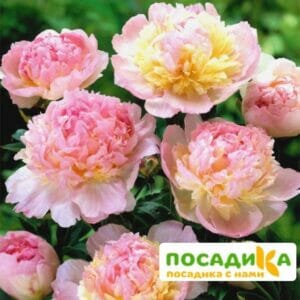 Пион Распберри Сандей (Paeonia Raspberry Sundae) купить по цене от 959р. в интернет-магазине «Посадика» с доставкой почтой в в Сосновоборске и по всей России – [изображение №1].