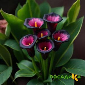 Калла Аура Лейс купить по цене от 400р. в интернет-магазине «Посадика» с доставкой почтой в в Сосновоборске и по всей России – [изображение №1].