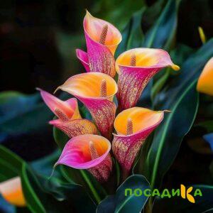 Калла Оникс купить по цене от 450р. в интернет-магазине «Посадика» с доставкой почтой в в Сосновоборске и по всей России – [изображение №1].