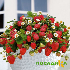 Клубника Рубиновый Шепот (горшечная) купить по цене от 240р. в интернет-магазине «Посадика» с доставкой почтой в в Сосновоборске и по всей России – [изображение №1].