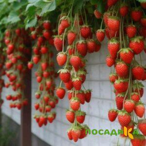 Клубника вьющаяся Комплимент купить по цене от 470р. в интернет-магазине «Посадика» с доставкой почтой в в Сосновоборске и по всей России – [изображение №1].