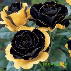 Роза Ханни Сикл купить по цене от 700р. в интернет-магазине «Посадика» с доставкой почтой в в Сосновоборске и по всей России – [изображение №1].