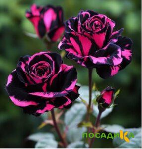 Роза Багровый Шепот купить по цене от 366р. в интернет-магазине «Посадика» с доставкой почтой в в Сосновоборске и по всей России – [изображение №1].