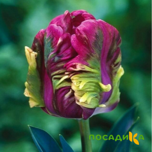 Тюльпан Экзотик Хэвен купить по цене от 186р. в интернет-магазине «Посадика» с доставкой почтой в в Сосновоборске и по всей России – [изображение №1].