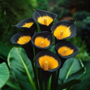 Калла Легато купить по цене от 620р. в интернет-магазине «Посадика» с доставкой почтой в в Сосновоборске и по всей России – [изображение №1].