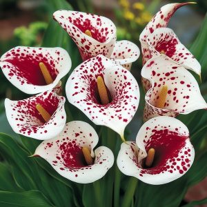 Калла Эмпайр купить по цене от 302р. в интернет-магазине «Посадика» с доставкой почтой в в Сосновоборске и по всей России – [изображение №1].