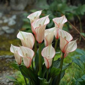 Калла Глейшер купить по цене от 299р. в интернет-магазине «Посадика» с доставкой почтой в в Сосновоборске и по всей России – [изображение №1].