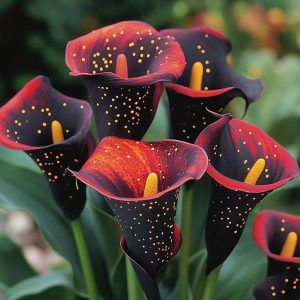 Калла Нуар купить по цене от 299р. в интернет-магазине «Посадика» с доставкой почтой в в Сосновоборске и по всей России – [изображение №1].