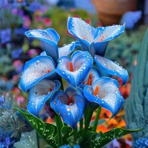 Калла Портрейт купить по цене от 292р. в интернет-магазине «Посадика» с доставкой почтой в в Сосновоборске и по всей России – [изображение №1].