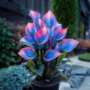 Калла Импрессия купить по цене от 590р. в интернет-магазине «Посадика» с доставкой почтой в в Сосновоборске и по всей России – [изображение №1].