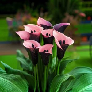 Калла Энигма купить по цене от 291р. в интернет-магазине «Посадика» с доставкой почтой в в Сосновоборске и по всей России – [изображение №1].