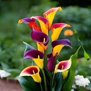 Калла Кристалл купить по цене от 450р. в интернет-магазине «Посадика» с доставкой почтой в в Сосновоборске и по всей России – [изображение №1].